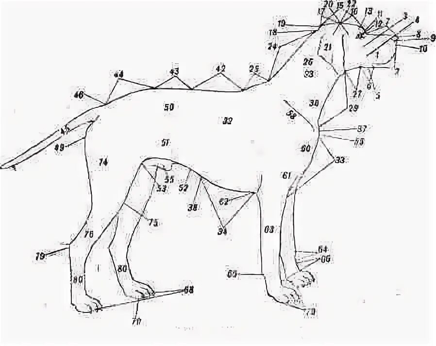 Схема собаки рисунок. Части тела собаки рисунок. Области тела собаки. Стати тела собаки. Специальное средство собака на схеме.