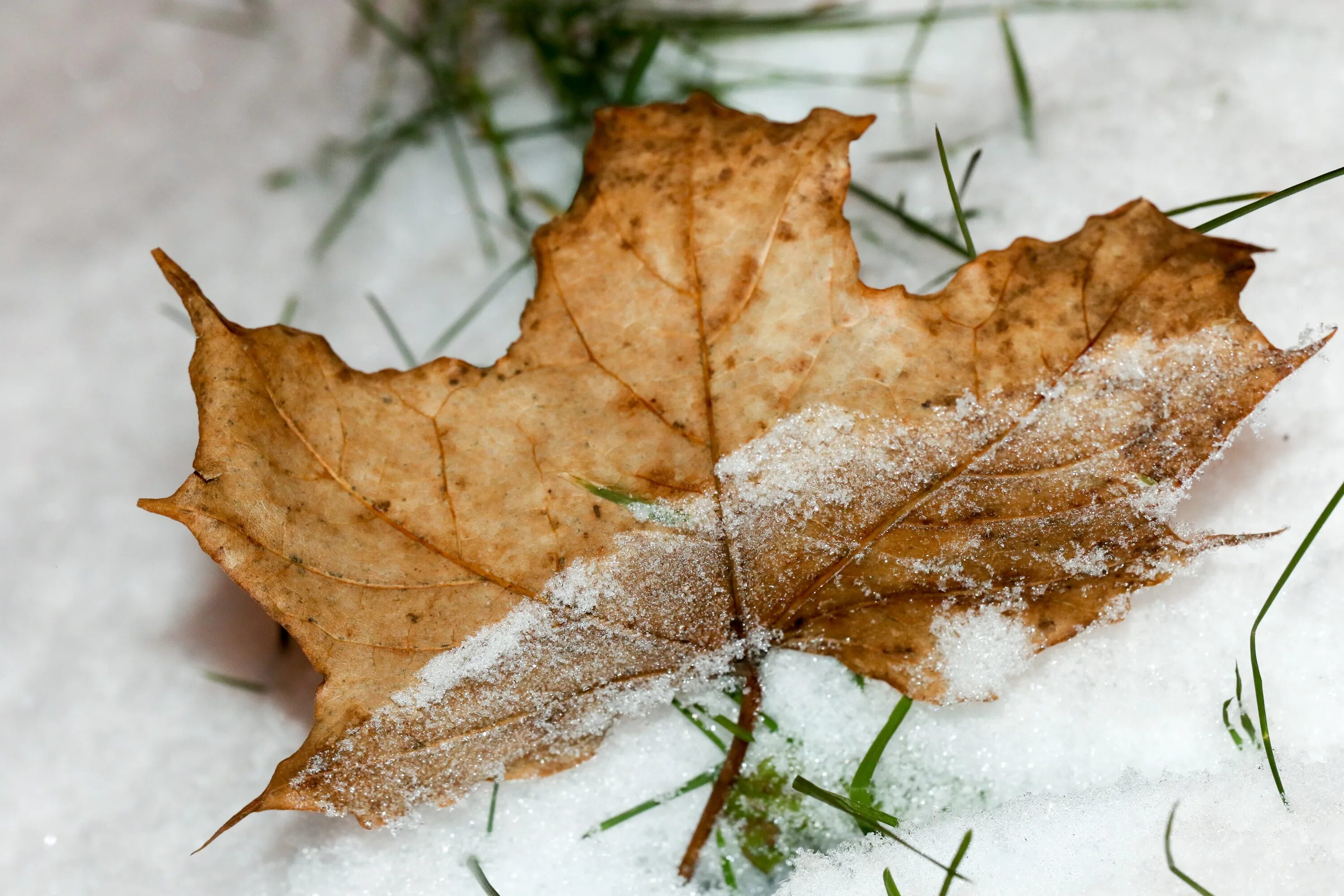 Snow leaf