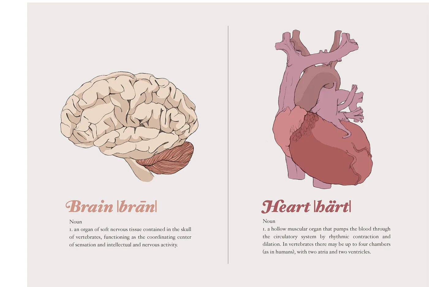 Heart and brain