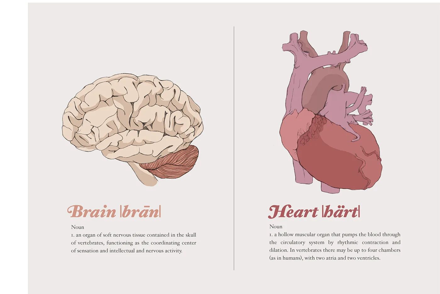 Heart and brain. Мозг и сердце. Сердце и мозг взаимосвязь. Сердце и мозг человека. Организм сердце мозг.