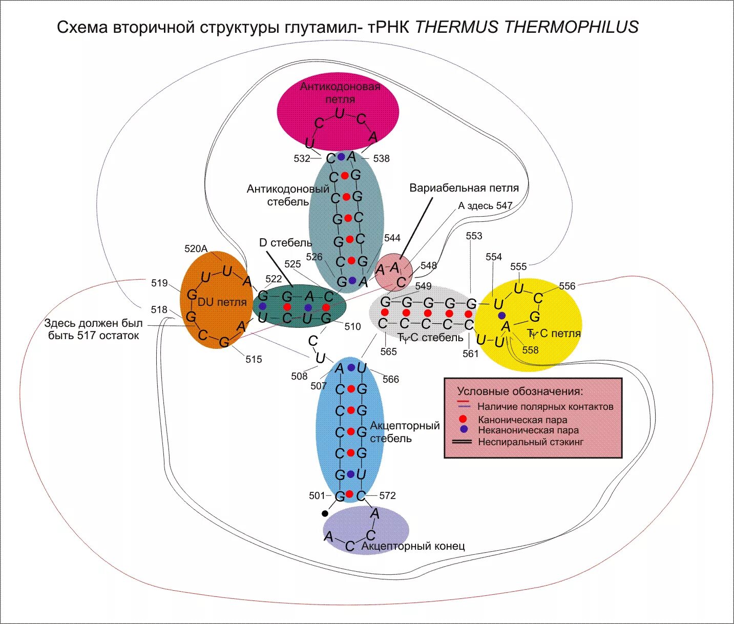 Первичная вторичная и третичная структура трнк. Антикодоновая петля трнк. Трнкт антикодонная петля. Установите вторичную структуру центральной петли трнк. Первичная структура трнк.
