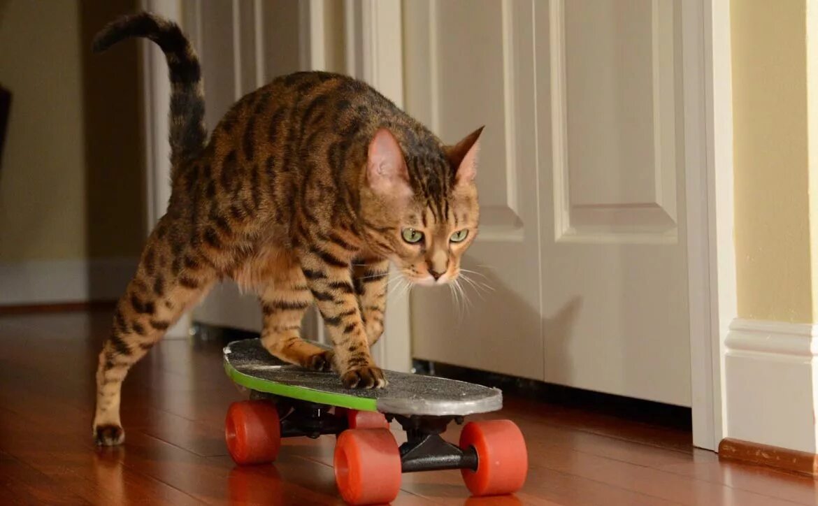 Кошка ездит. Кот на скейте. Кот катается. Кот катается на скейте. Котик на роликах.
