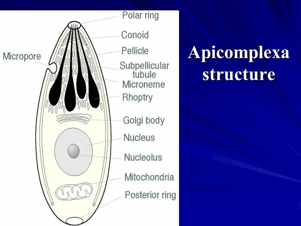 Apicomplexa. Апикомплексы строение. тип apicomplexa. подтип апикомплексы. тип apicomplexa представители.