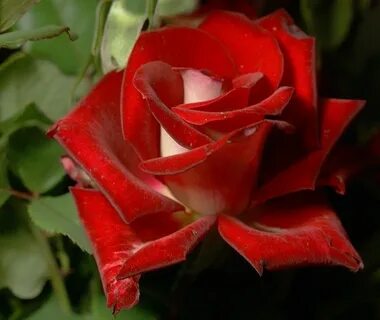 Rose history