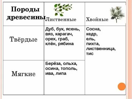 Мягкие виды древесины