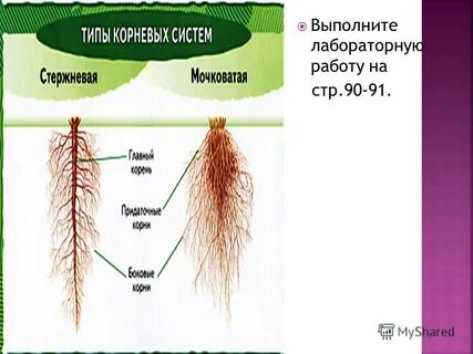 Мочковатая система характерна