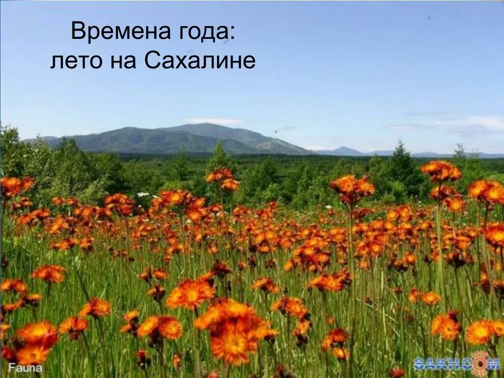 южно-сахалинск сопки горы сахалин. щелково агрохим в щелково. картофельное поле. растительность южно сахалинска. гора крузенштерна сахалин.