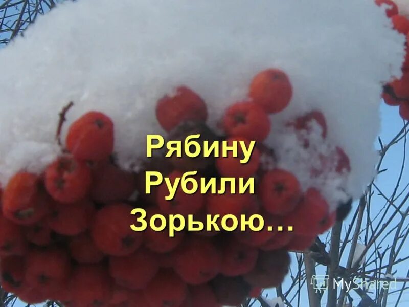 Рябину срубил по пьянке на дрова. Рубили рябину зорькою стихотворение. Рябину рубили зорькою Цветаева. Рябину рубили.... Стихотворение рубили рябину.