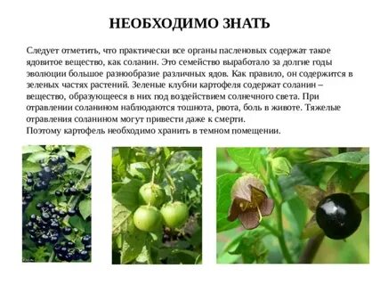 Семейство пасленовые ядовитые