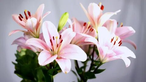 Порно кроссовкалар