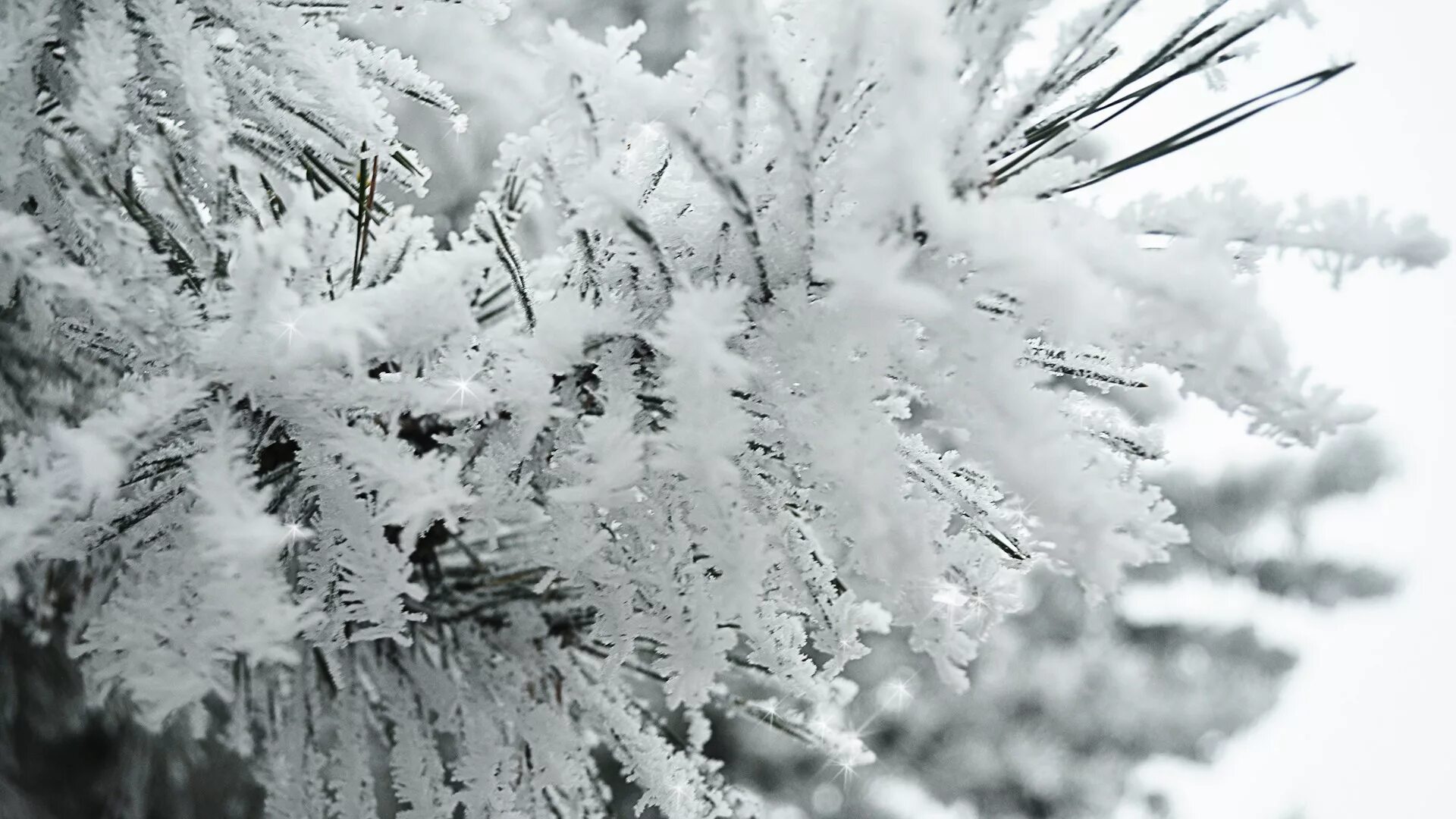 Снег идет пушистый белый. Пушистый снег. Деревья в снегу. Зимняя ветка. Заснеженная ветка.