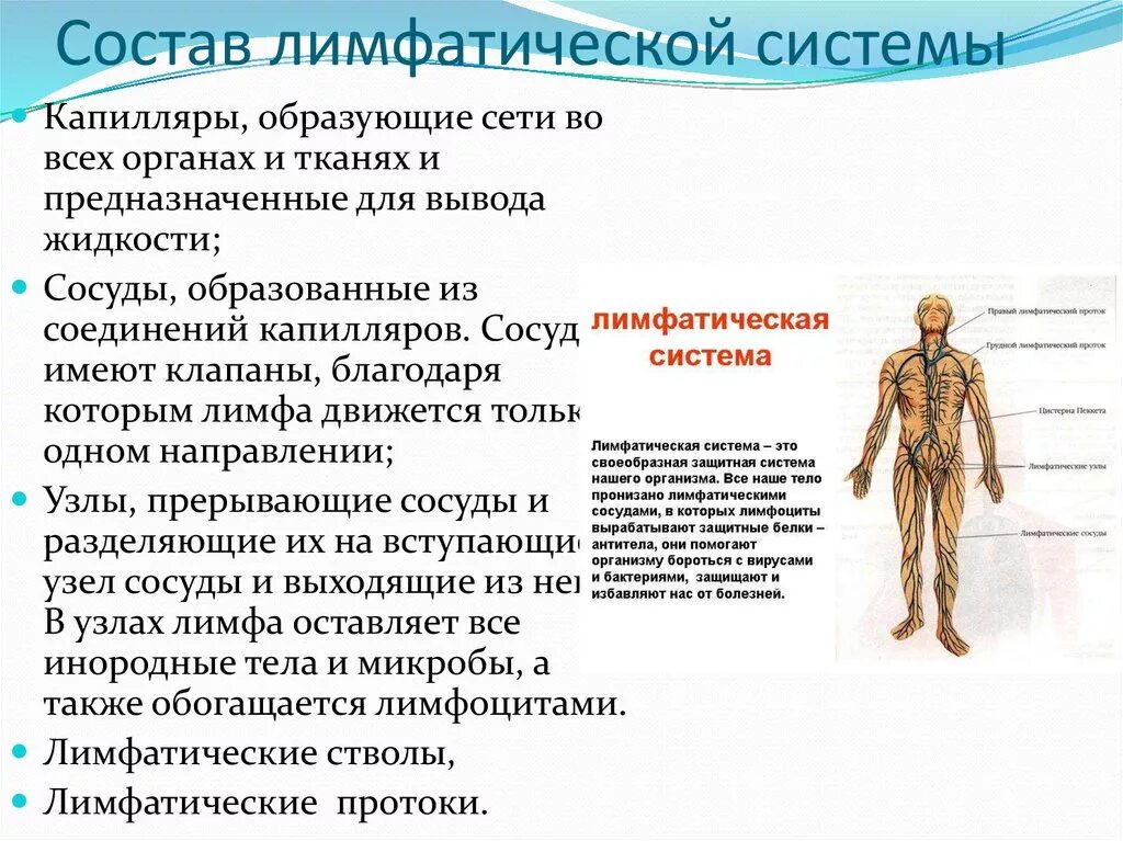 В лимфатический сосуд поступают. Функции лимфатической системы и состав лимфы.. Лимфатическая система таблица лимфатические узлы. 3. Лимфатическая система, функции.. Назовите основные структуры лимфатической системы.