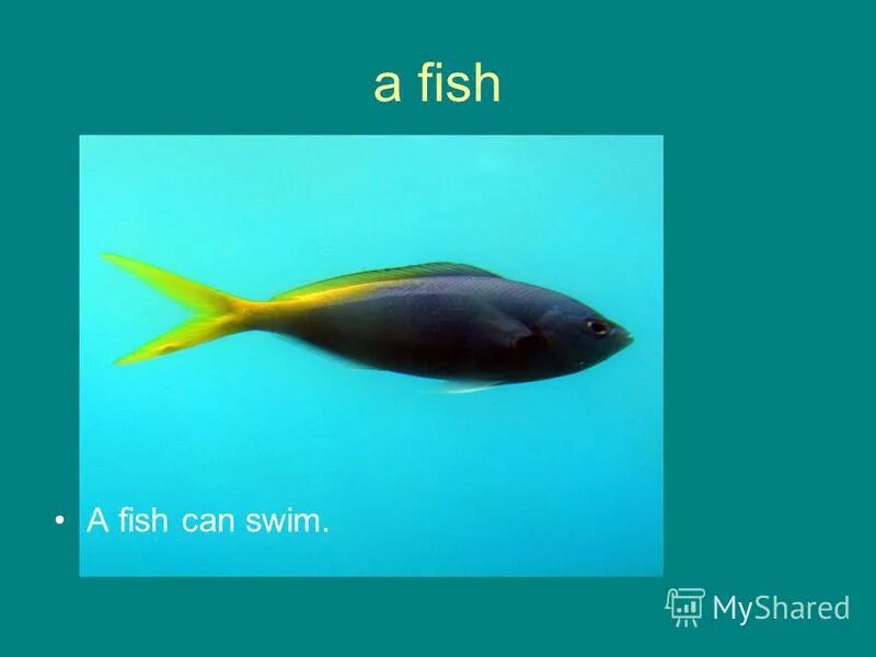 Диалог larry lulu nanny. A fish can swim. Nanny look a fish i can swim. A fish can swim 2 класс. A fish can swim картинка для детей.