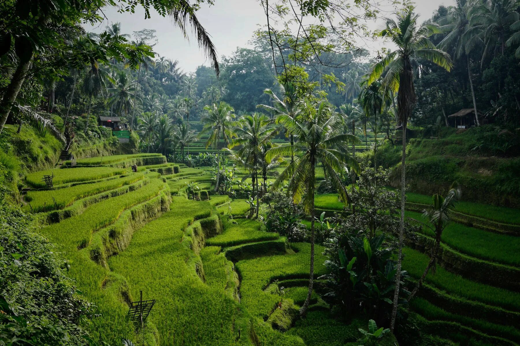 Что такое индонезия. Убуд Бали Индонезия. Бали остров Убуд. Рисовые террасы Тегаллаланг, Индонезия. Ubud Бали.