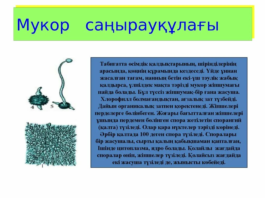 Мукор особенности. Значение мукора для человека. Роль мукора в природе. Мукор на человеке. Мукор значение.