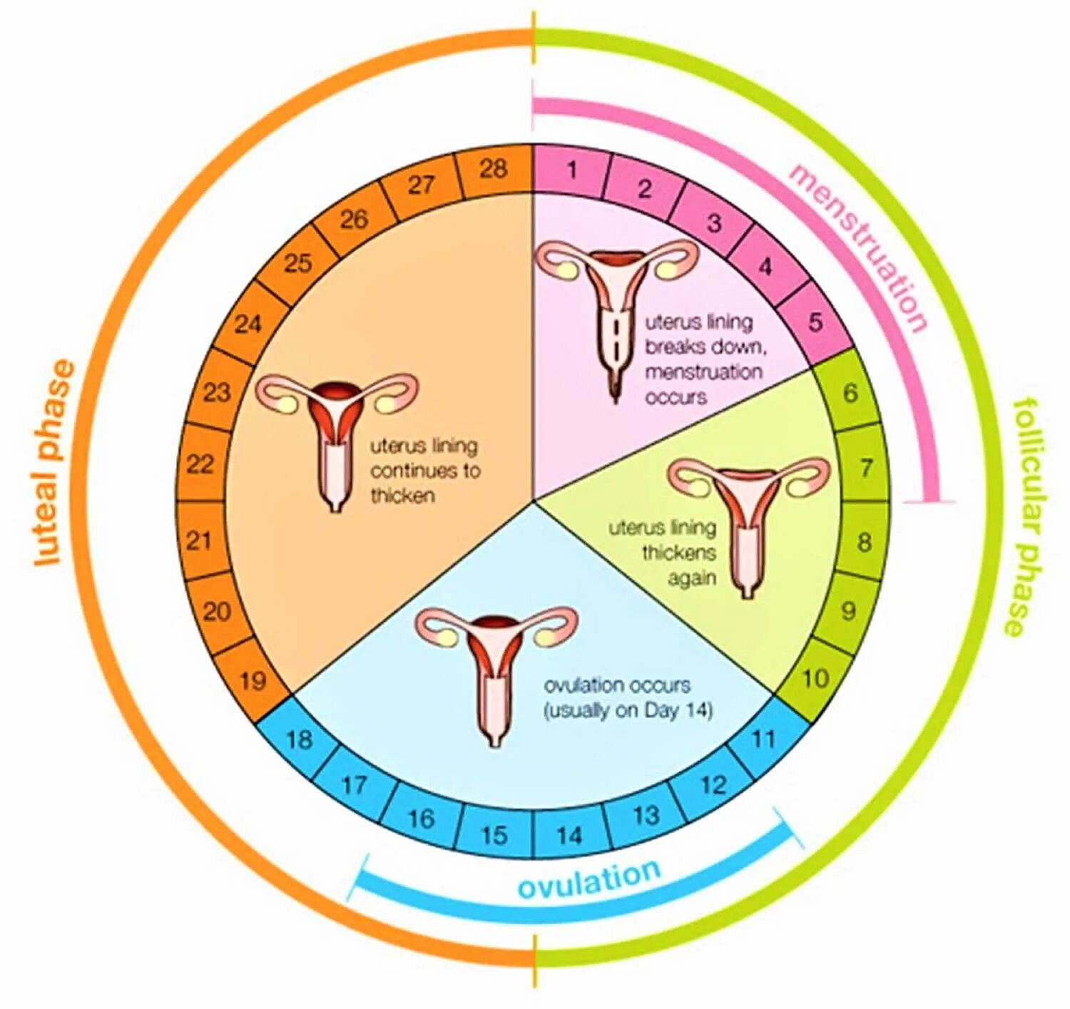 Месячные каждые сколько дней. Менструальный цикл. Цикл у женщин. Цикл месячных. Месячный цикл у женщин.