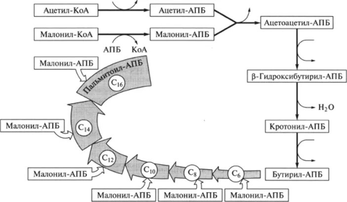 Синтез пальмитиновой кислоты. Синтез жирных кислот биохимия схема. Схема синтеза пальмитиновой кислоты. Синтез жирных кислот из пальмитиновой кислоты. Схема биосинтеза пальмитиновой кислоты.
