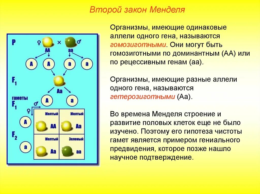 Мендель аллельные гены. Второй закон Менделя в биологии 10 класс. Законы Менделя биология 10 класс. 2 Закон Менделя закон чистоты гамет. 2 Закон Менделя генетика.