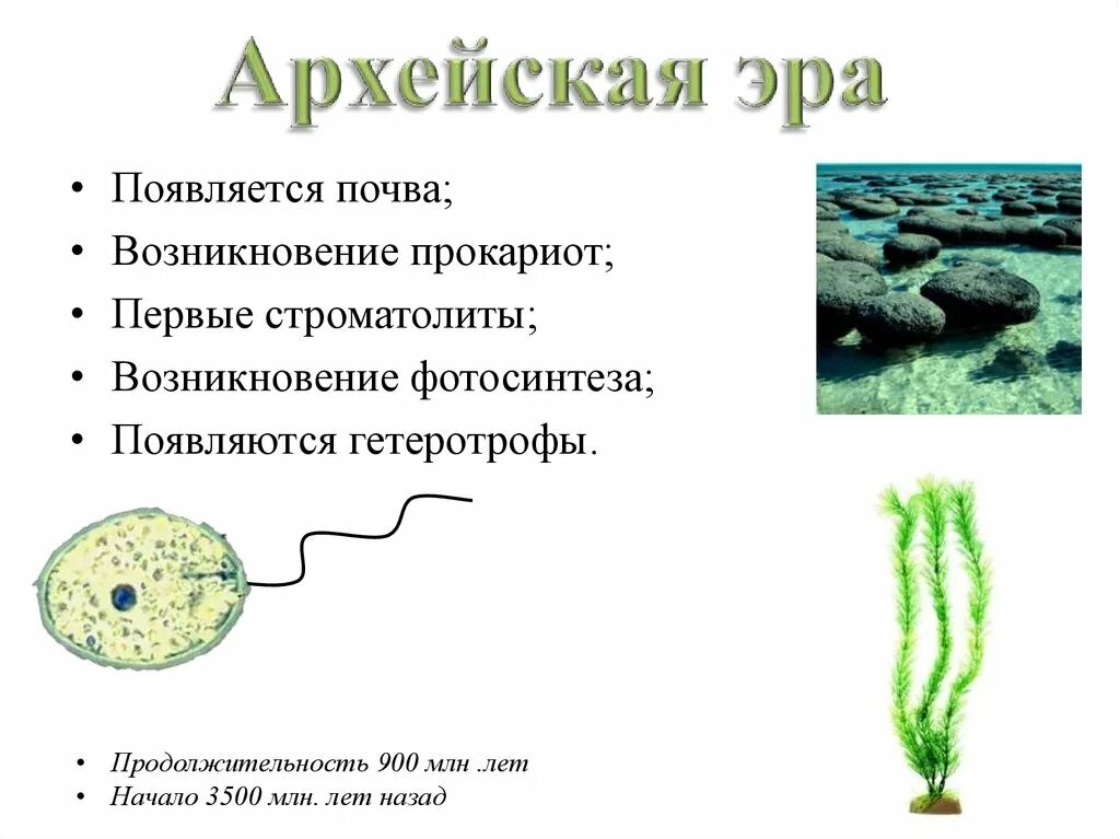 Появление фотосинтеза появление прокариот появление многоклеточных водорослей