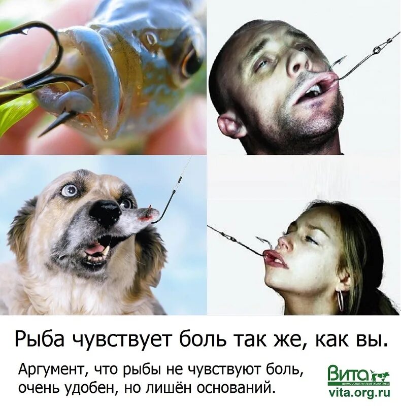 что чувствует рыба. боковая линия у костных рыб. надкласс рыбы органы чувств. обонятельные луковицы рыб. органы чувств рыб строение.