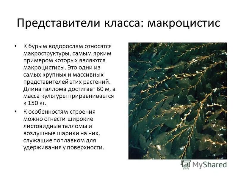 Какое значение бурых водорослей в жизни человека. Бурые водоросли ламинария макроцистис. Ламинарии, макроцистис и фукусы. Сообщение о водоросли макроцистис. Строение водоросли макроцистис.