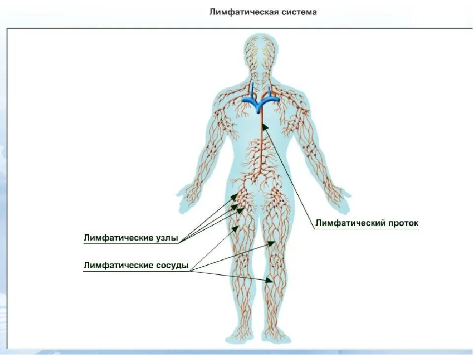 Лимфатическая система человека строение и функции схема. Лимфа система человека схема движения лимфы. Схема направления тока лимфы. Строение лимфатической системы анатомия. Лимфосистема схема