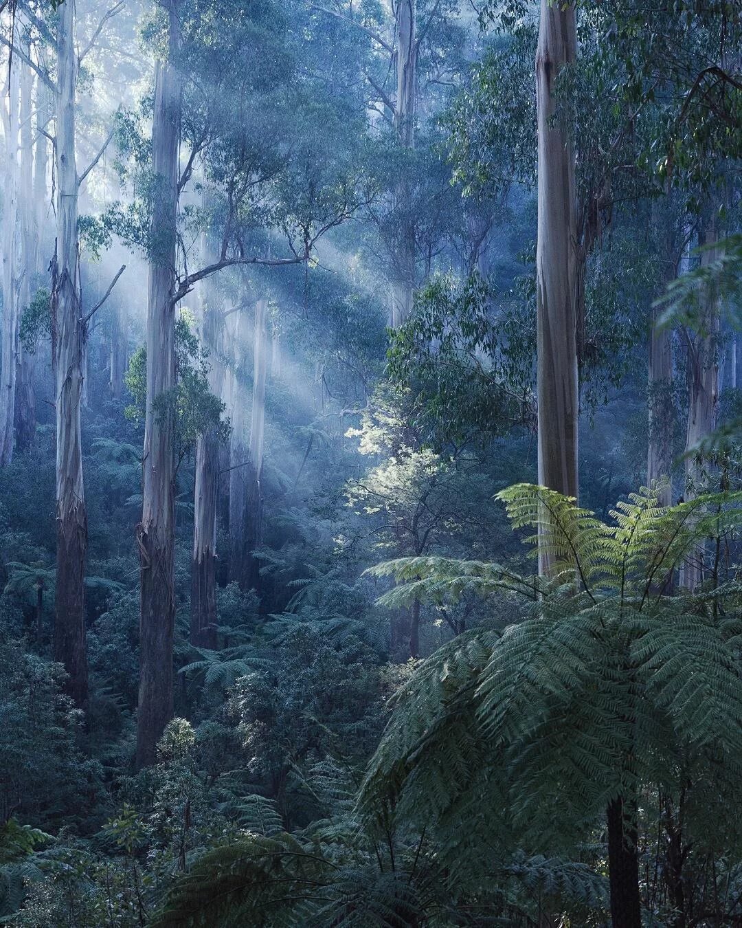 Тропические леса Австралии. Лес Данденонг. Национальный парк Данденонг. Густые тропич леса Австралия.