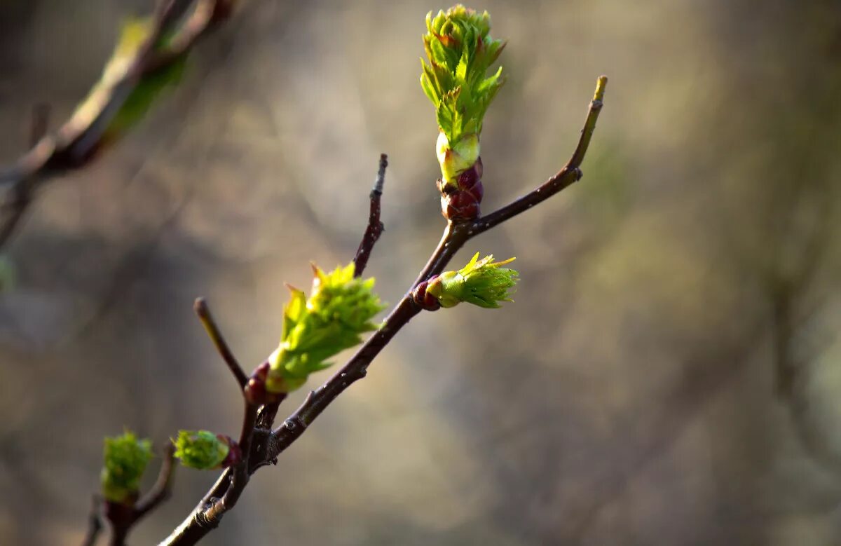 кончике ветки листочки. живая ветка.