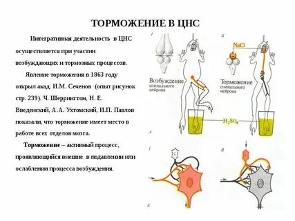 Виды торможения в цнс физиология