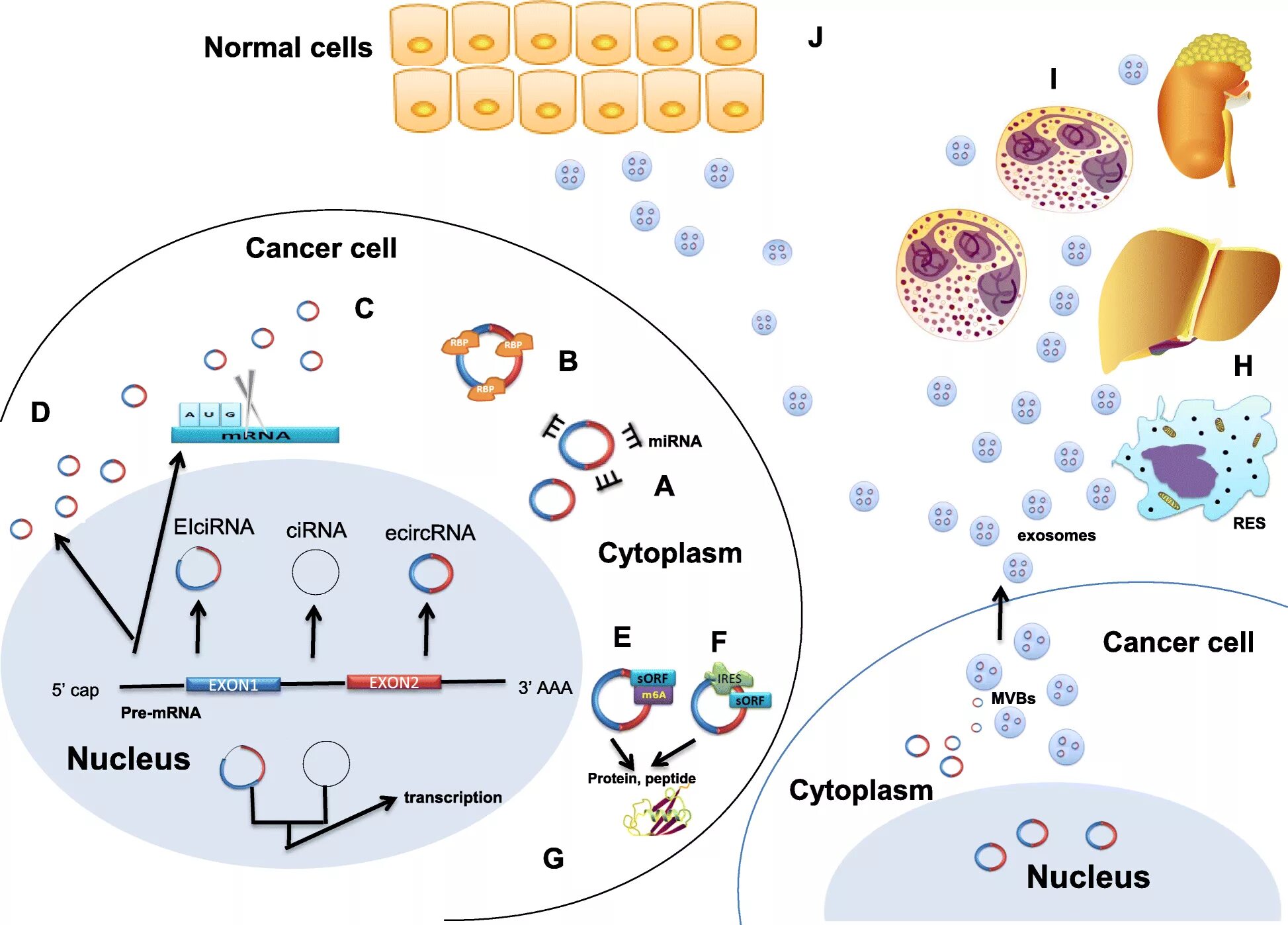 CIRNA. Regulation of Transcription in pic3ca Cancer Cells Quizlet. Cancer res