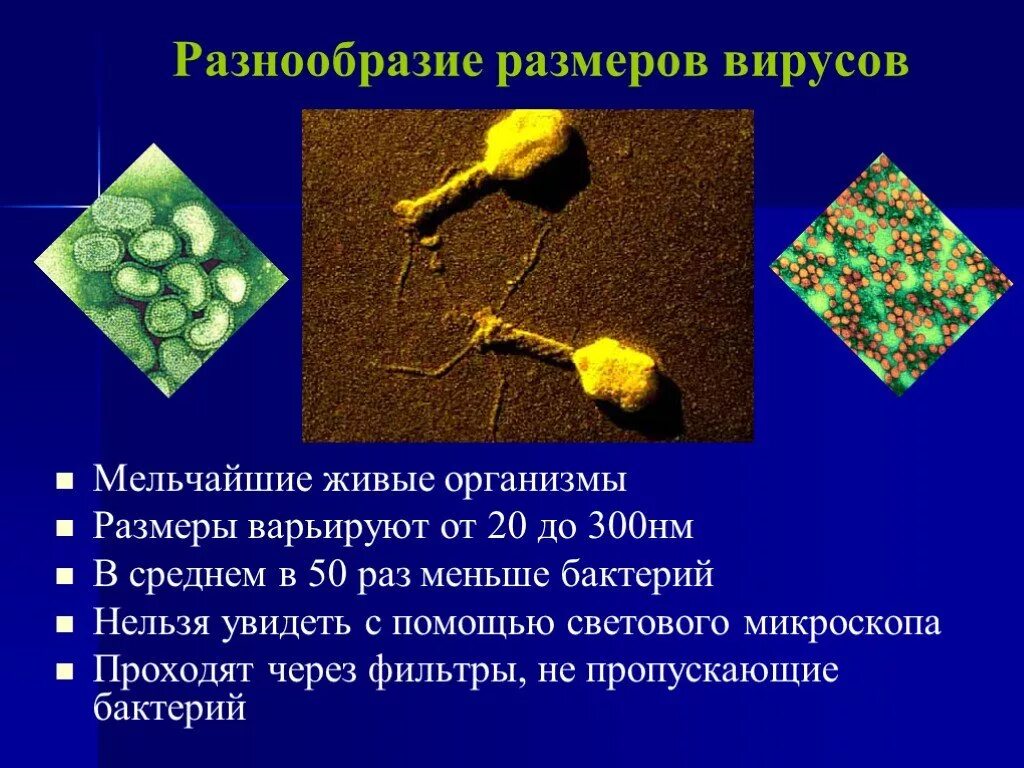 Многообразие вирусов 5 класс презентация. Разнообразие вирусов. Многообразие вирусов в биологии. Разнообразие размеров вирусов. Разнообразие вирусов и бактерий.