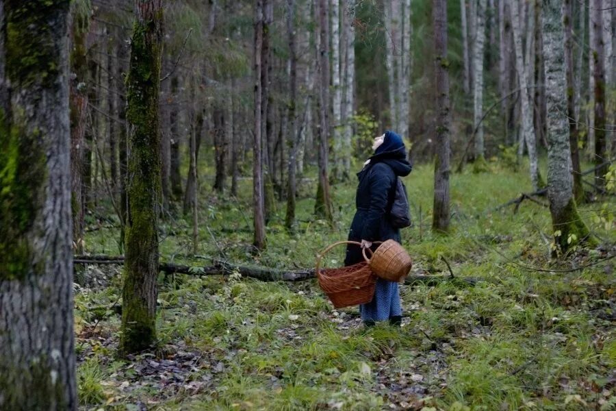 Заблудился в лесу. Грибники заблудились в лесу. Человек заблудился в лесу. Грибы в подмосковье. Ходить в лес.