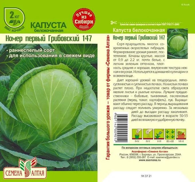 Капуста номер первый грибовский. Капуста номер первый Грибовский 147. Капуста ранняя Грибовская 147. Капуста белокочанная Грибовский 147. Капуста сорт Грибовский.