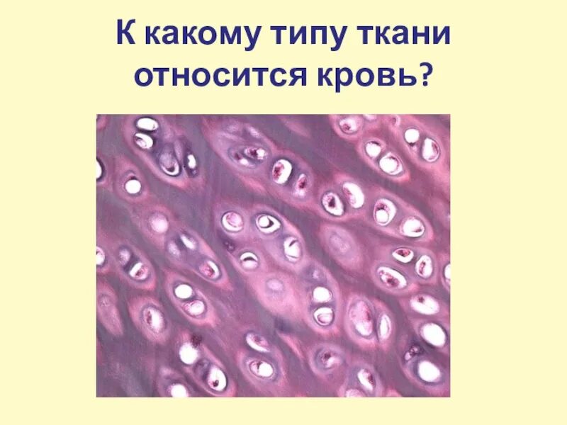 Какому типу ткани относится. Соединительная ткань хрящевая ткань рисунок. Хрящевая соединительная ткань рисунок. К какому типу ткани относят кровь?. Хрящевая ткань относится к типу.