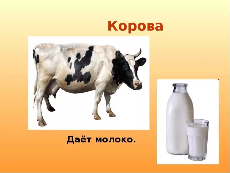 Молоко полученное от коровы 5. Корова дает молоко. Ребенок с молоком, корова. Молоко коровье домашнее. Корова для молока.