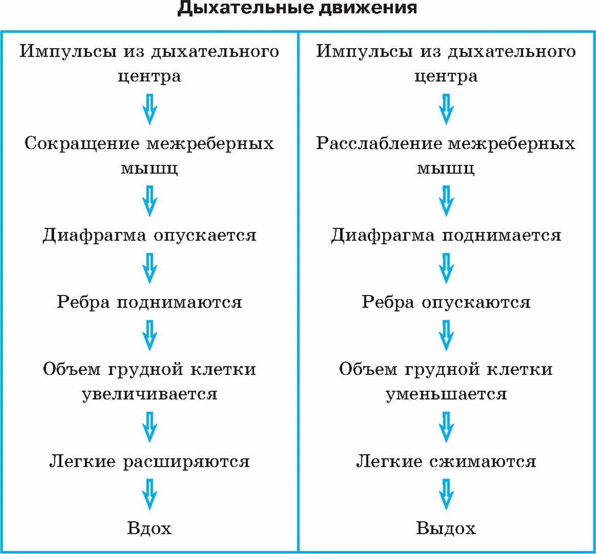 Вдох и выдох таблица. Дыхательные движения схема вдох выдох. Схема процесса вдоха. Механизм вдоха и выдоха схема. Схема последовательность механизма вдоха.