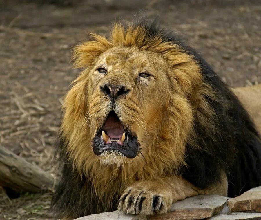 Does a lion eat leaves
