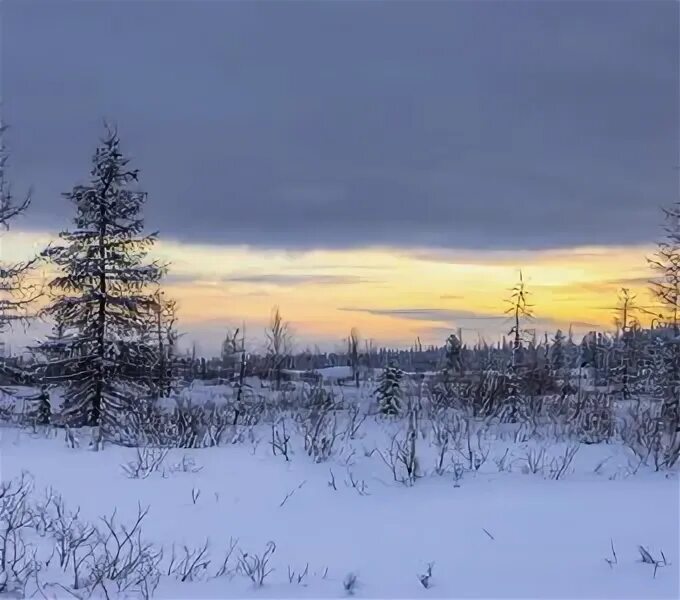 Лесотундра эстетика. День и ночь в лесотундре. Белые ночи в уренгое. Тундра лес. Тундра и лесотундра.