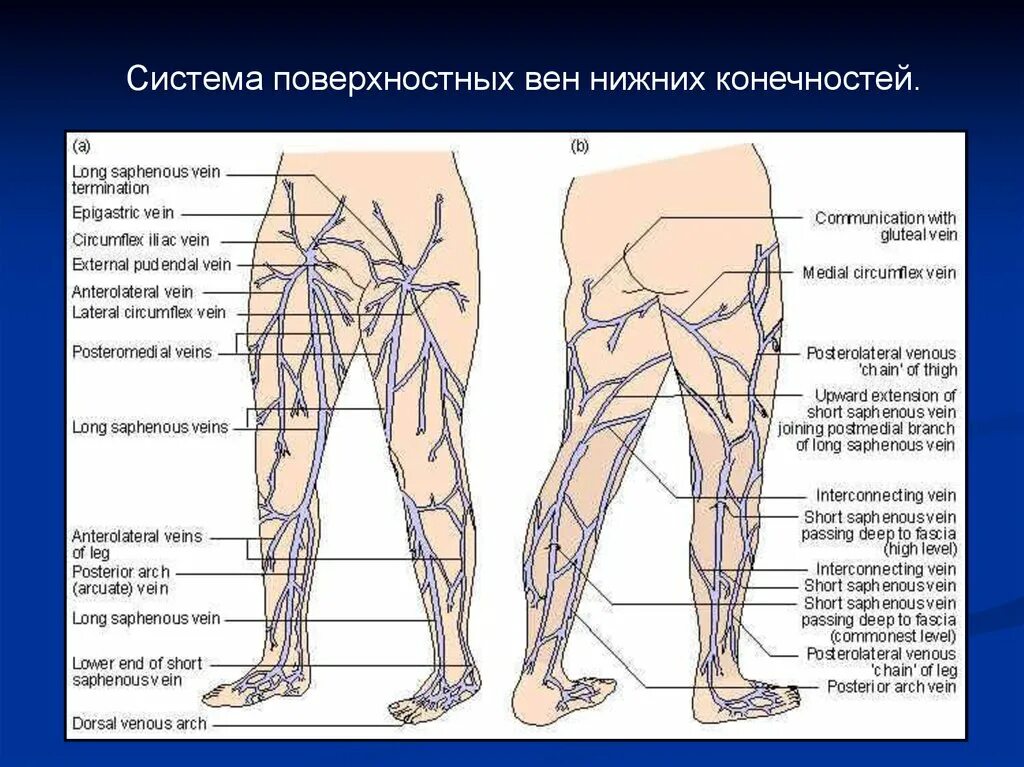 Поверхностные вены нижней конечности схема. Поверхностные вены нижней конечности. Подкожная Вена бедра анатомия.