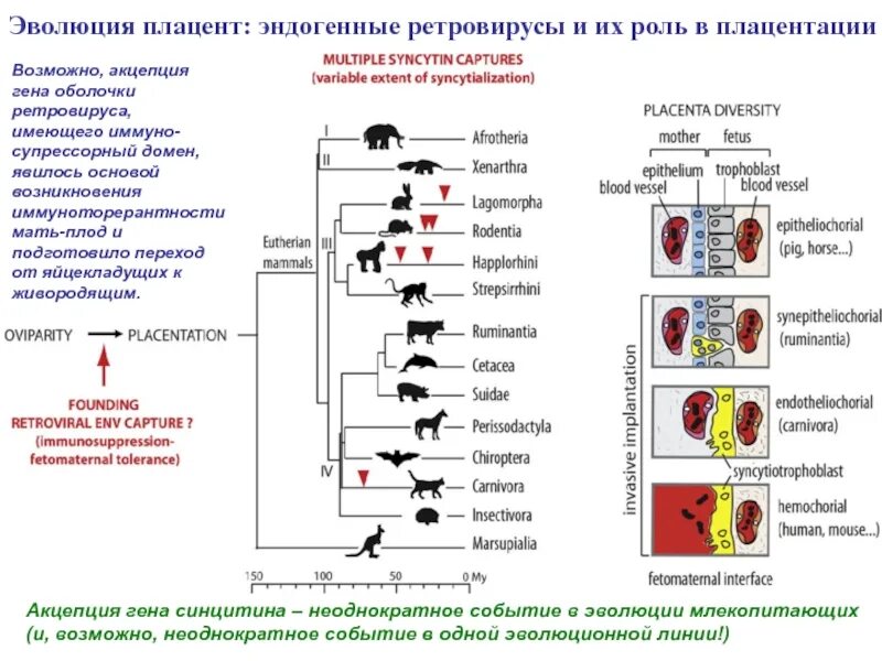 Форум родственников эндогенными. Эндогенные ретровирусы микробиология. Эндогенный ретровирус человека. Эндогенные вирусы примеры. Эндогенные ретровирусы в геноме.