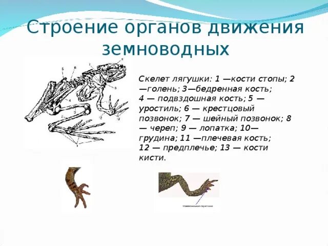 Передвижение позвоночных. Передвижение позвоночных