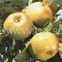 Яблоня ренет