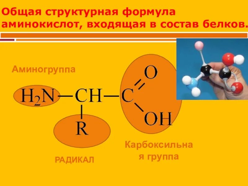 Группа входящие в состав аминокислот. Общая формула белков химия. Общая формула Амины аминокислоты белки. Общая формула аминокислот биология. Химическая формула белка общая.