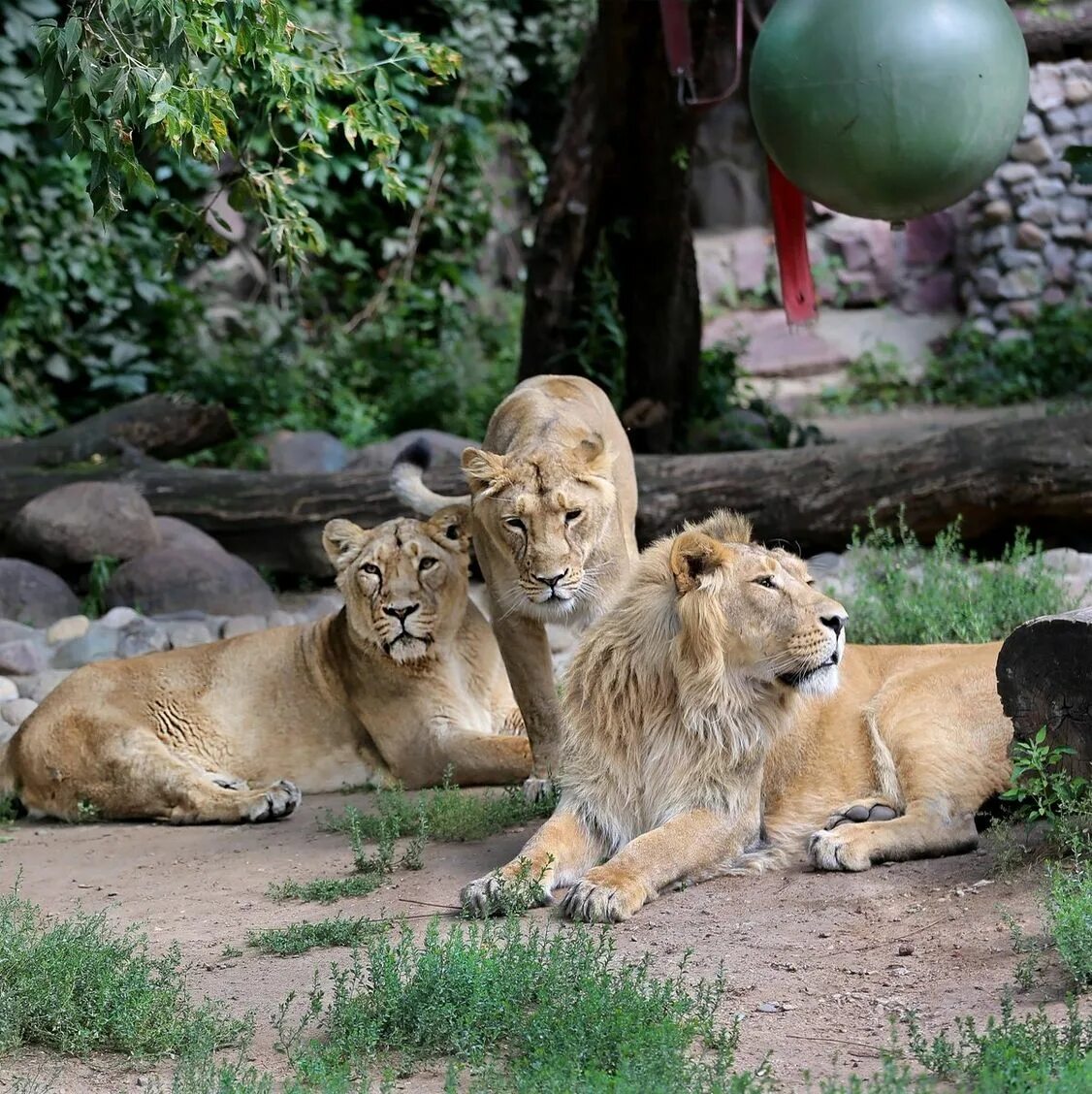 Зоопарк Барселоны. Московский Zoo зоопарк. Лодзинский зоопарк. Каирский зоопарк.