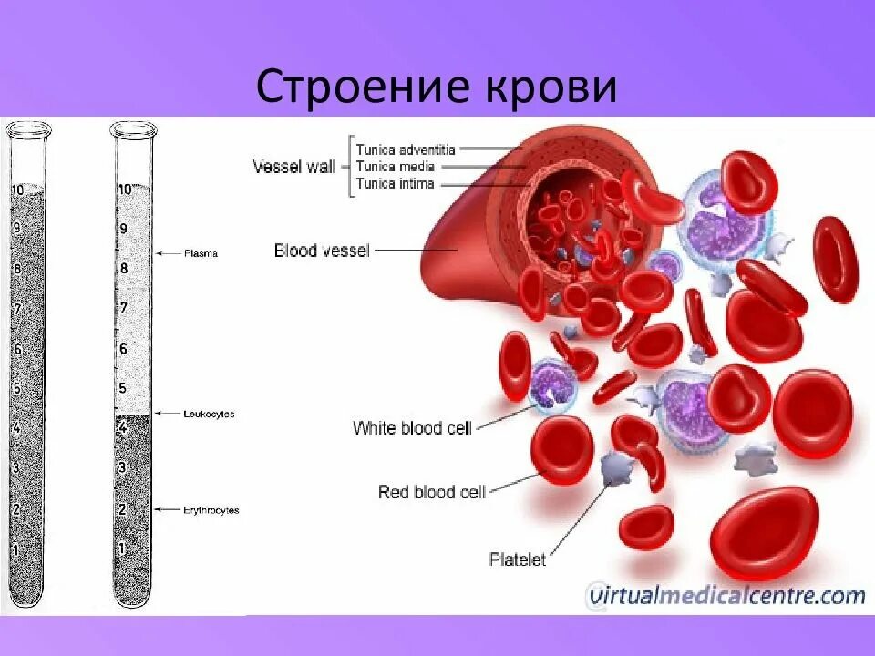 Кровь строение рисунок. Кровь анатомия строение. Кровь и строение крови. Кровь человека строение крови. Схема строения крови.