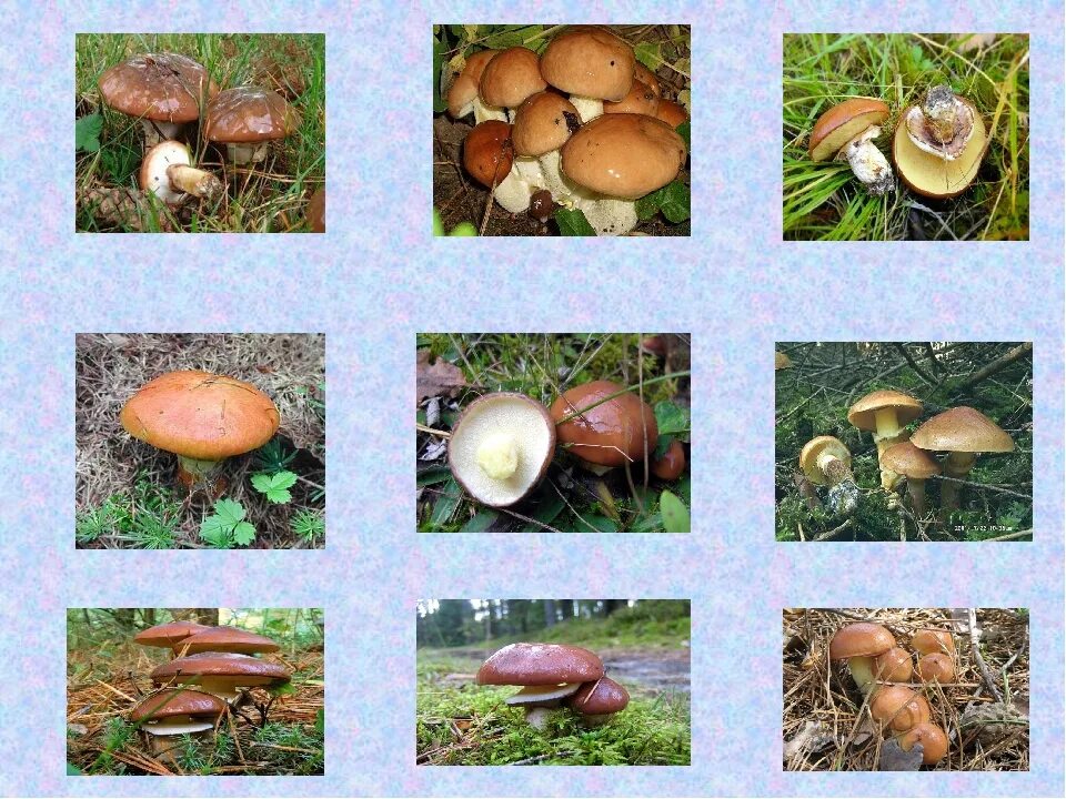 Назови 3 гриба. Грибы: съедобные и несъедобные. Съедобные грибы. Виды съедобных грибов. Название разных грибов.