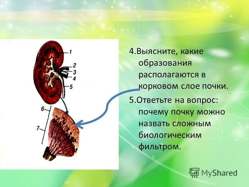 почечная недостаточность патология. почему почки часто называют «биологическим фильтром»?. почему почка является зачаточным побегом. почки строение и функции. микроскопическое строение почки.