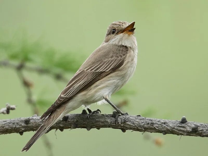 Прочитать серая птица. Мухоловка серая птичка. Серая мухоловка (Muscicapa striata). Мухоловка серая – Muscicapa striata (Pallas, 1764). Серая мухоловка птица в Сибири.