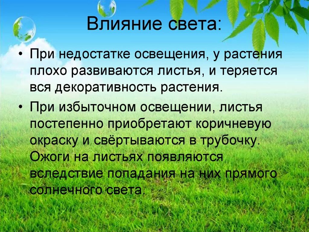 Влияние светового дня на человека. Влияние света на растения. На что влияет свет для растений. Влияние солнца на растения кратко. Влияние света на живые организмы.