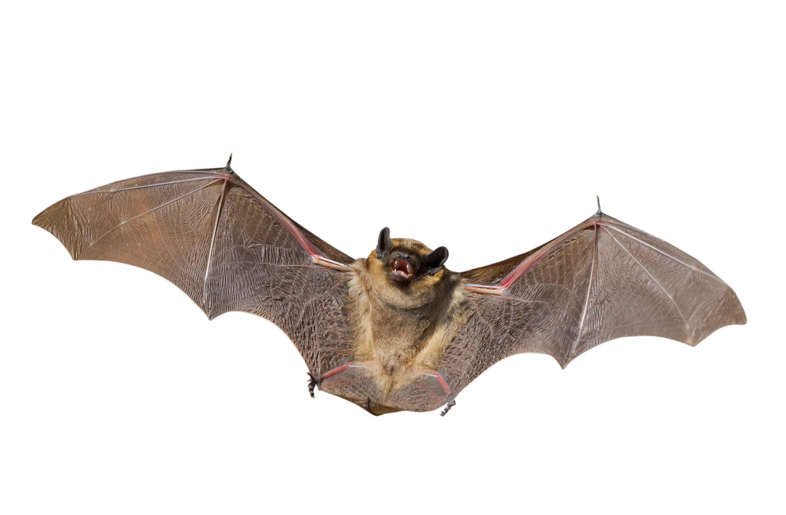 Bat bpm
